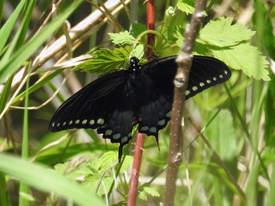 Spicebush Swallowtail (Papilio troilus), female