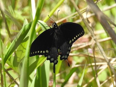 Spicebush Swallowtail (Papilio troilus), female