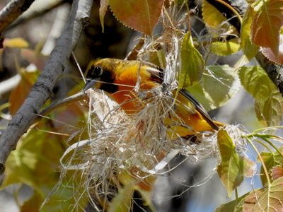 Baltimore Oriole building a nest