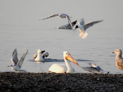 American White Pelican at the Tip