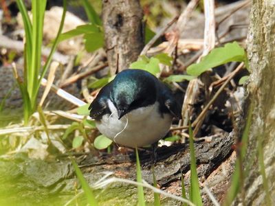 Tree Swallow gathering nesting material