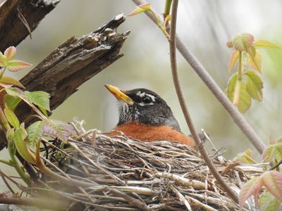 Nesting American Robin
