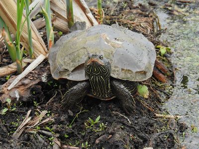 Northern Map Turtle shedding its scutes
