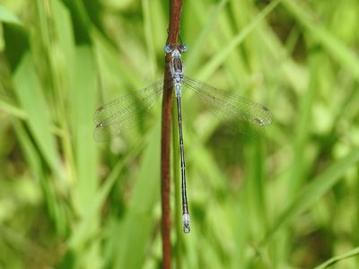 Sweetflag Spreadwing (Lestes forcipatus)