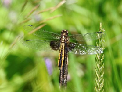 Widow Skimmer (Libellula luctuosa)