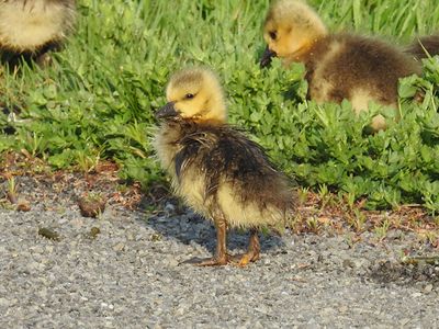 Canada Goose baby (Canada Gosling?)