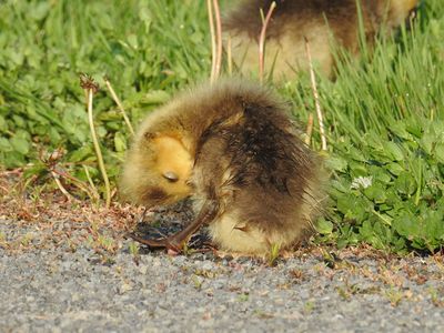 Canada Goose baby (Canada Gosling?)