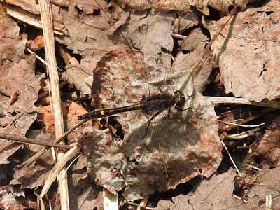 Dot-tailed Whiteface (Leucorrhinia intacta)