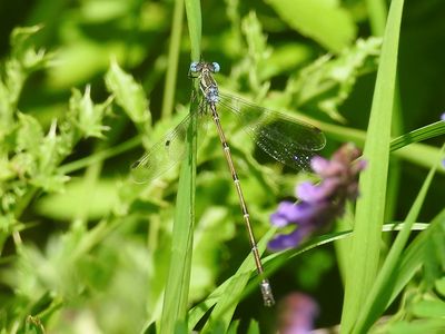 Slender Spreadwing (Lestes rectangularis)