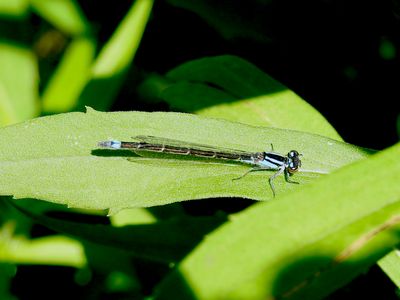 Female Skimming Bluet (Enallagma germinatum )