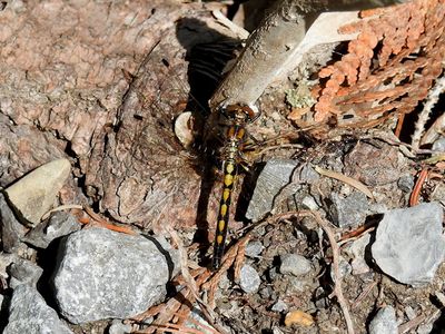 Hudsonian Whiteface (Leucorrhinia hudsonica)
