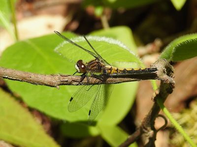 Hudsonian Whiteface (Leucorrhinia hudsonica)
