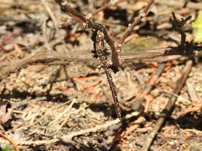 Springtime Darner (Basiaeschna janata)