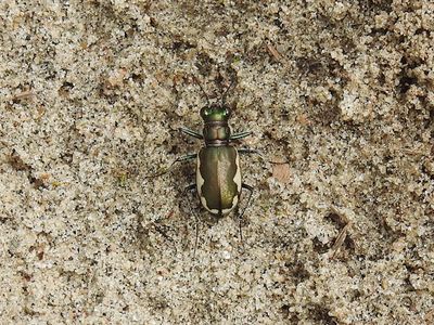 Festive Tiger Beetle (Cicindela scutellaris)