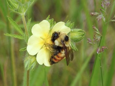 Red-belted Bumble Bee (Bombus rufocinctus)