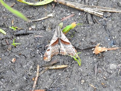 Dark-spotted Palthis Moth (Palthis angulalis) Hodges #8397