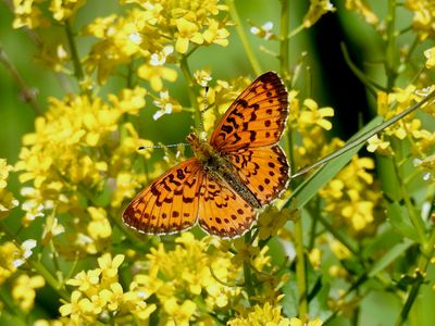 Brushfooted Butterflies:  Heliconiinae