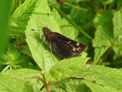 Hobomok Skipper (Poanes hobomok)Female Pocohontas form