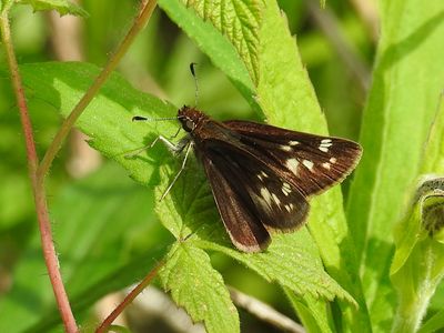 Hobomok Skipper (Poanes hobomok)Female Pocohontas form