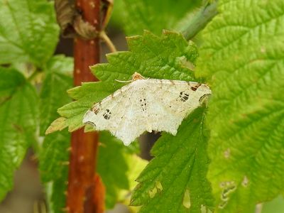 Common Angle (Macaria aemulataria) Hodges #6326