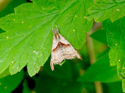 Dark-spotted Palthis Moth (Palthis angulalis) Hodges #8397