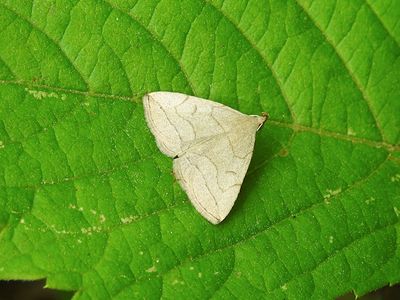 Grayish Fan-foot (Zanclognatha pedipilalis) Hodges #8348