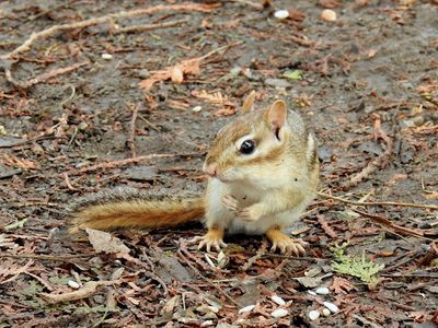 Chipmunks