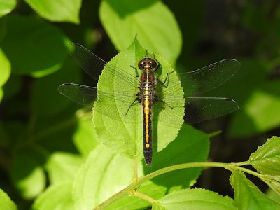 Dot-tailed Whiteface (Leucorrhinia intacta)