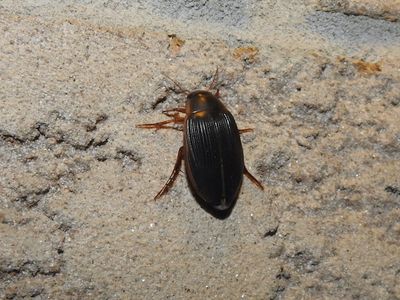 Family Dytiscidae - Predaceous Diving Beetles