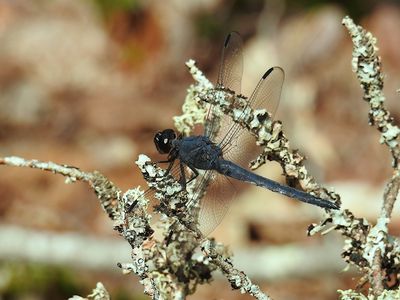 Slaty Skimmer (Libellula incesta)