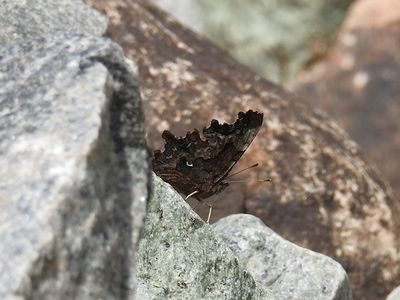 Green Comma (Polygonia faunus)