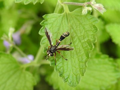 Physocephala furcillata (Thick-headed fly sp.)