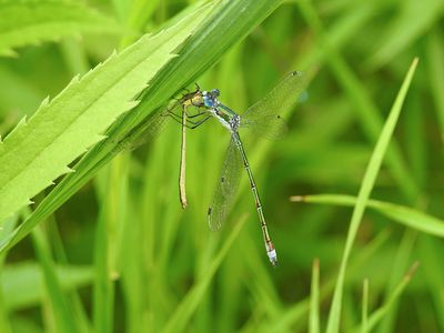 Emerald Spreadwing (Lestes dryas)