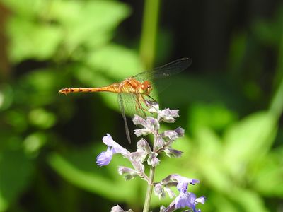 Autumn Meadowhawk (Sympetrum vicinum)