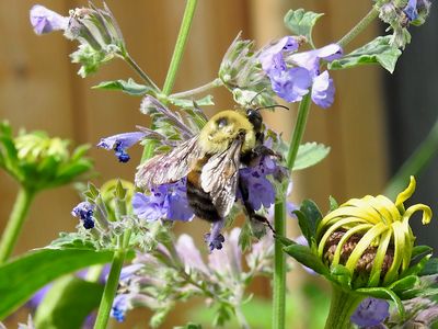 Brown-belted Bumble bee (Bombus griseocollis)