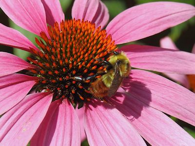 Red-belted Bumble Bee (Bombus rufocinctus)