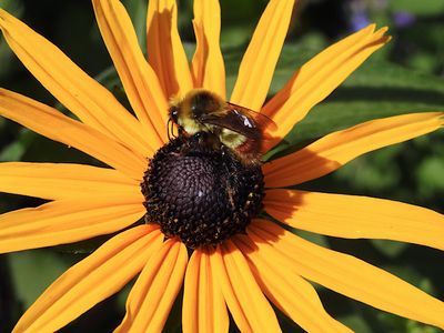 Red-belted Bumble Bee (Bombus rufocinctus)