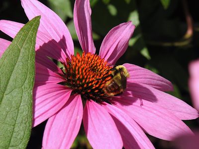 Red-belted Bumble Bee (Bombus rufocinctus)