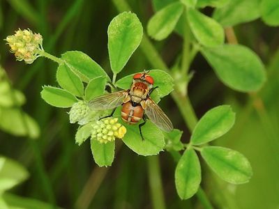 Bristle Fly (Gymnoclytia occidua)