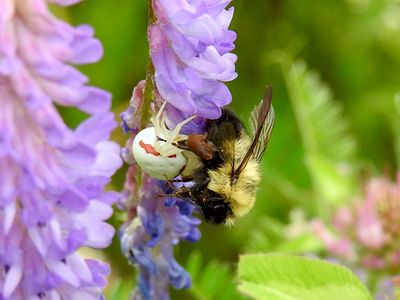 Crab Spiders