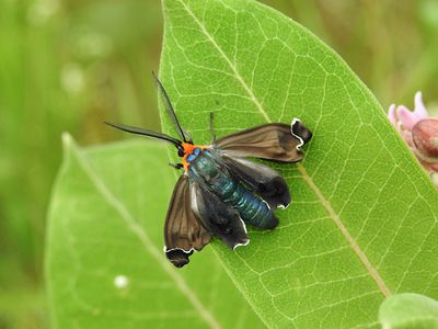Virginia Ctenucha (Ctenucha virginica) Hodges #8262