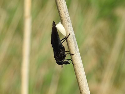 Black Horse Fly (Tabanus atratus)