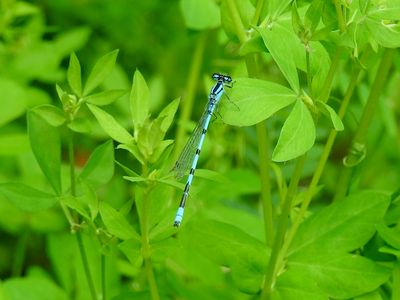 Marsh Bluet (Enallagma ebrium)
