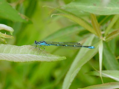 Stream Bluet (Enallagma exsulans)