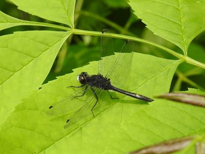 Dot-tailed Whiteface (Leucorrhinia intacta)