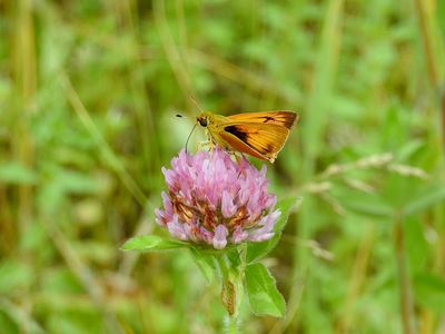 Delaware Skipper (Anatrytone logan)
