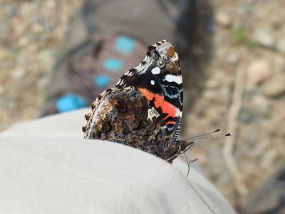 Red Admiral (Vanessa atalanta)