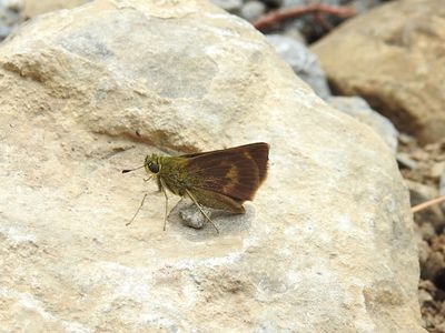 Crossline Skipper (Polites origines)