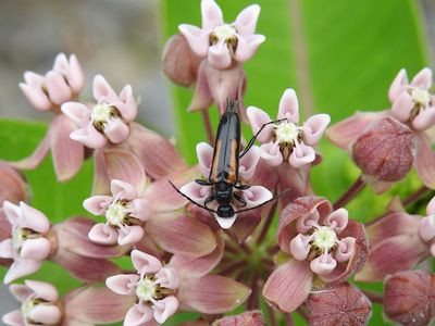 Long-horned Beetles
