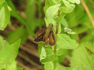 Northern Broken-Dash (Wallengrenia egeremet) - female